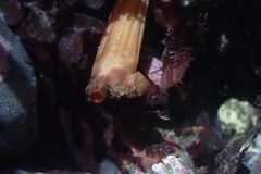 Styela montereyensis