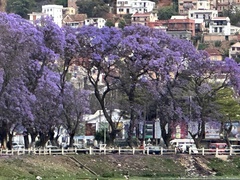 Jacaranda mimosifolia
