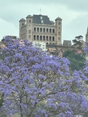 Jacaranda mimosifolia