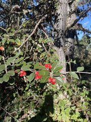 Cotoneaster franchetii