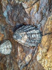 Cellana ornata