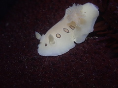 Diaulula sandiegensis