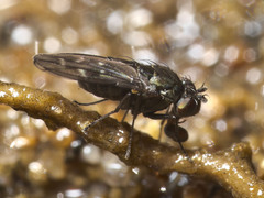 Scatella nitidithorax