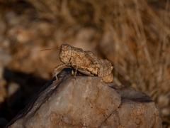 Trachypetrella anderssonii