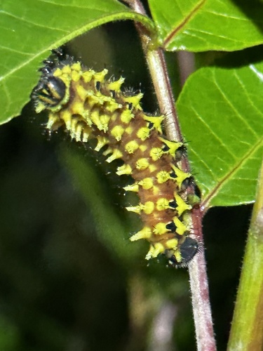 Suraka Silk Moth