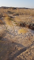 Phragmites australis