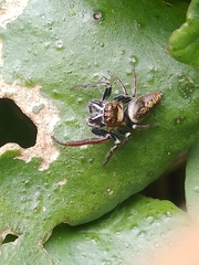 Opisthoncus polyphemus