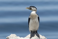 Microcarbo melanoleucos