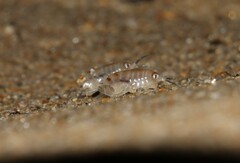 Ligia exotica
