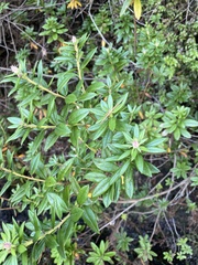 Rhododendron columbianum