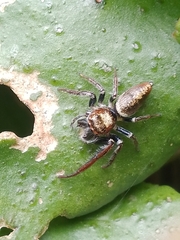 Opisthoncus polyphemus