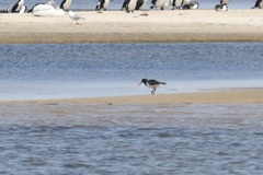 Haematopus longirostris