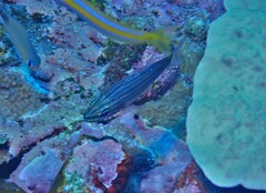 Cheilodipterus artus