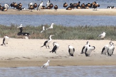 Phalacrocorax varius