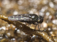 Scatella nitidithorax