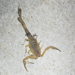 Centruroides testaceus