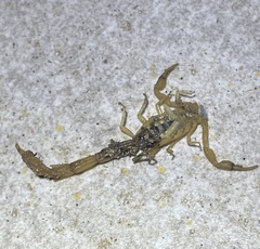 Centruroides testaceus