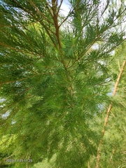 Melaleuca alternifolia