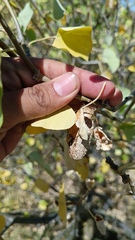 Rothschildia cinctus