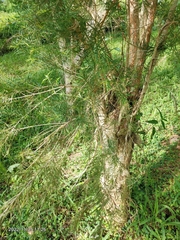 Melaleuca alternifolia
