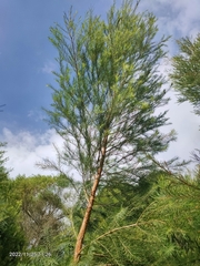 Melaleuca alternifolia