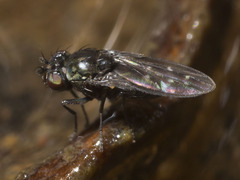 Scatella nitidithorax
