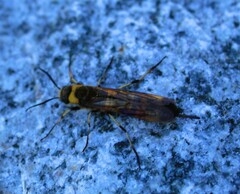 Eriotremex formosanus