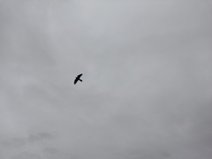 Falco novaeseelandiae