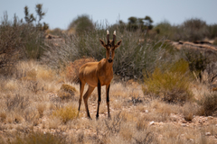 Alcelaphus buselaphus caama