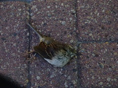 Zonotrichia albicollis