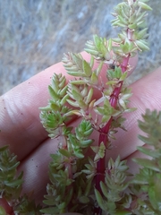 Crassula sieberiana