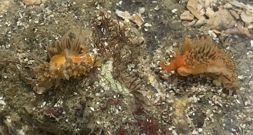 Phidiana lascrucensis image