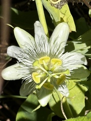 Passiflora subpeltata