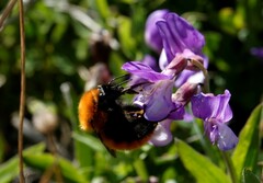 Bombus dahlbomii
