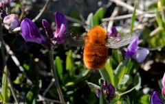 Bombus dahlbomii