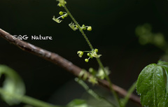 Gynostemma pentaphyllum
