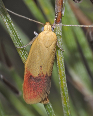 Heteroteucha parvula