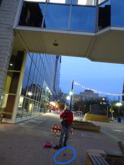 Zonotrichia albicollis