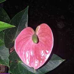 Anthurium andraeanum