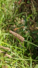 Diplacodes melanopsis