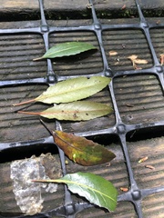 Elaeocarpus hookerianus