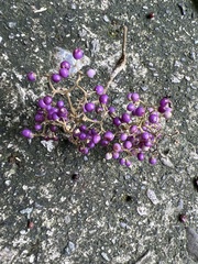 Callicarpa