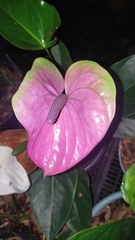 Anthurium andraeanum
