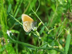 Coenonympha glycerion