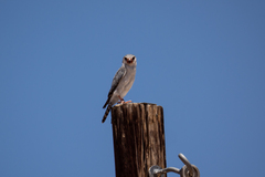 Polihierax semitorquatus