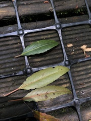 Elaeocarpus hookerianus