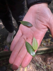 Elaeocarpus hookerianus