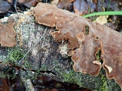 Hymenochaetaceae