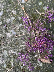 Callicarpa