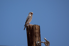 Polihierax semitorquatus